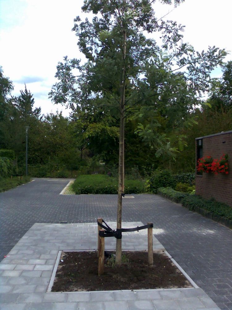 Aanplant met Bomenstarter Aanplant met Bomenstarter