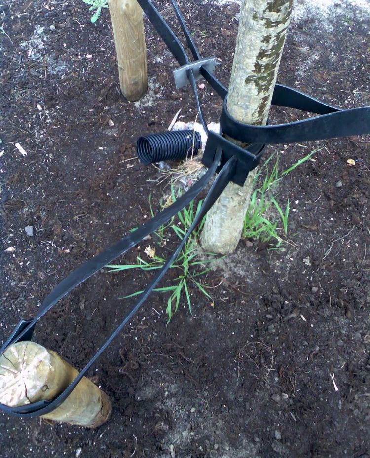 Aanplant met Bomenstarter Aanplant met Bomenstarter