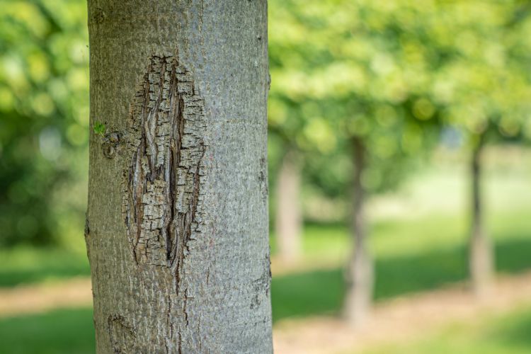 Verbrandingsschade aan de stam Verbrandingsschade aan de stam