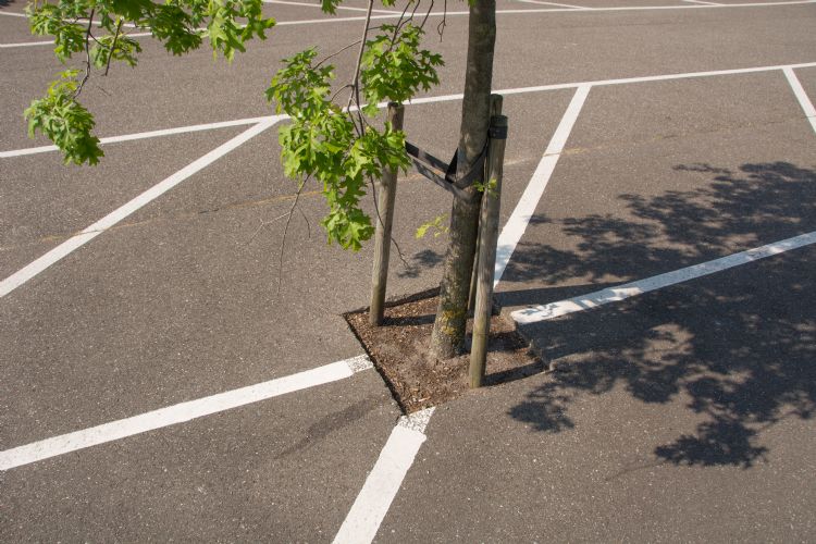 Asfalt gereed, gat erin en boom erin. Een uitgesproken klimaatboom zal het hier evenmin fijn vinden. Asfalt gereed, gat erin en boom erin. Een uitgesproken klimaatboom zal het hier evenmin fijn vinden.
