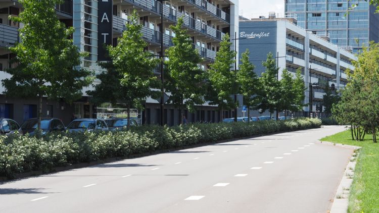 Tussen Den Dungen en Den Bosch staan 600 eiken met een diktegarantie voor drie jaar na oplevering Tussen Den Dungen en Den Bosch staan 600 eiken met een diktegarantie voor drie jaar na oplevering
