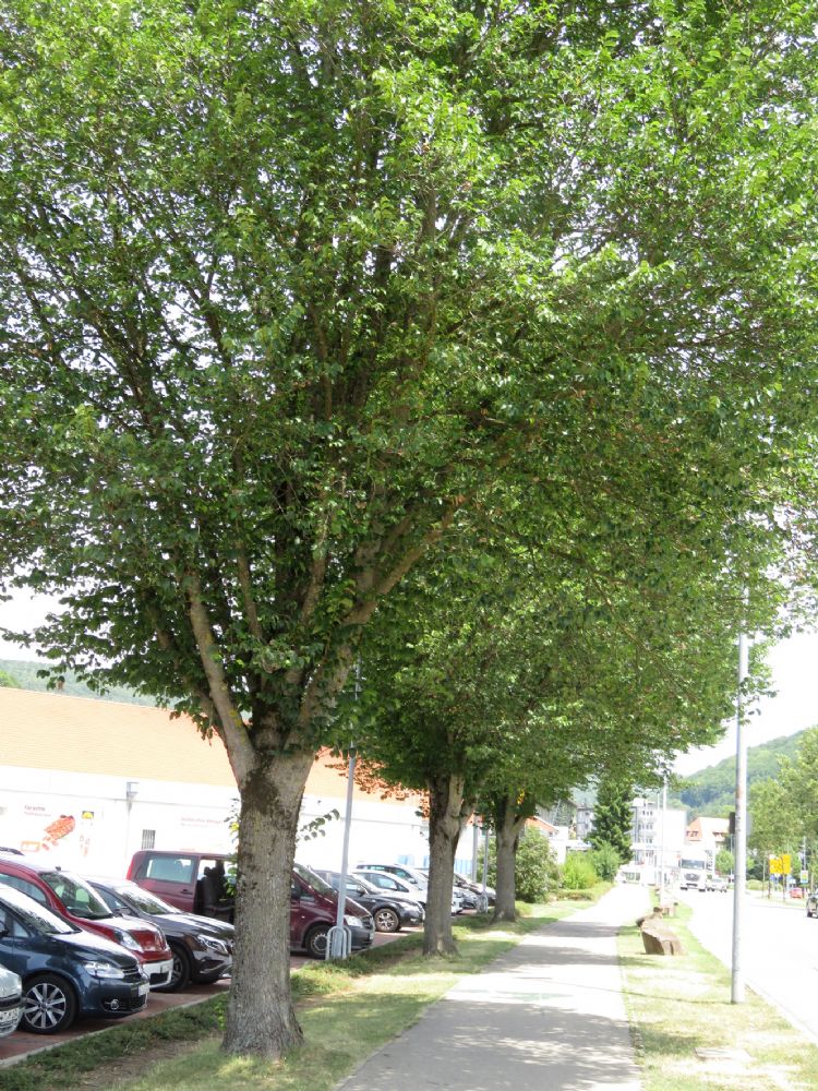 Iepen van ongeveer 20 jaar oud, foto uit 2017. Foto: Peter Klug Iepen van ongeveer 20 jaar oud, foto uit 2017. Foto: Peter Klug