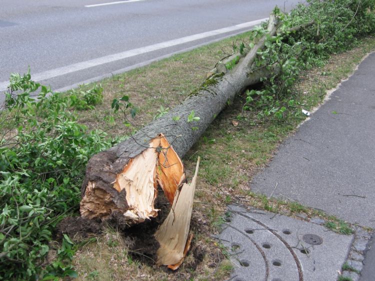 Foto: B. Kramm Foto: B. Kramm