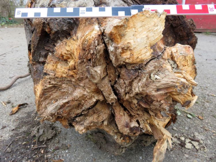 Foto: Peter Klug Foto: Peter Klug