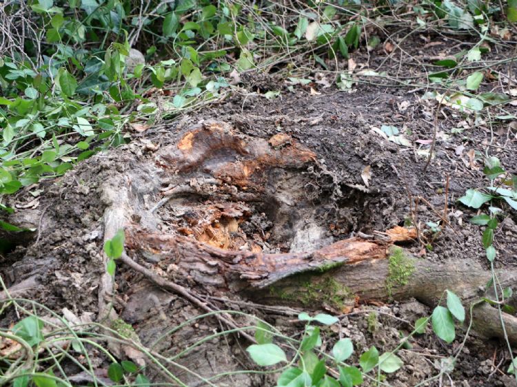 Sterke wortels blijven aan de basis van de stam, onder is de zeer zwakke basis. Foto: Peter Klug Sterke wortels blijven aan de basis van de stam, onder is de zeer zwakke basis. Foto: Peter Klug