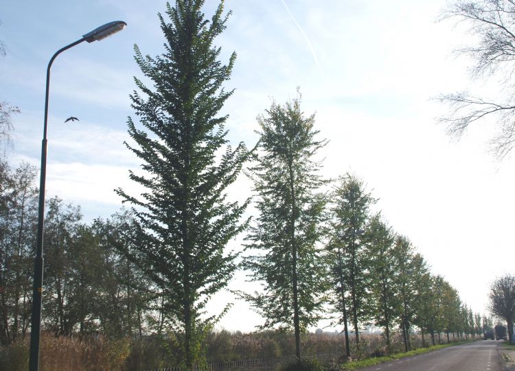 <i>Ulmus</i> 'Lobel', <i>U.</i> 'San Zanobi', <i>U.</i> 'Columella' <i>Ulmus</i> 'Lobel', <i>U.</i> 'San Zanobi', <i>U.</i> 'Columella'