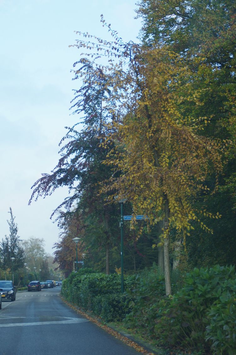 <i>U. Davidiana</i> 'Morton' <i>U. Davidiana</i> 'Morton'