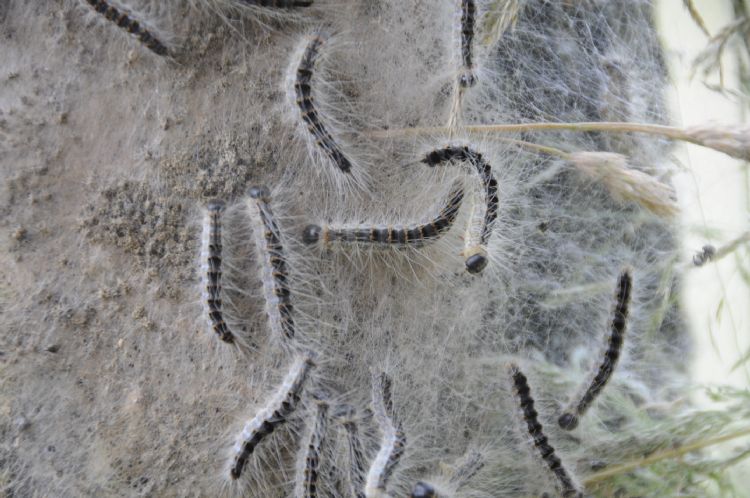 eikenprocessierups eikenprocessierups