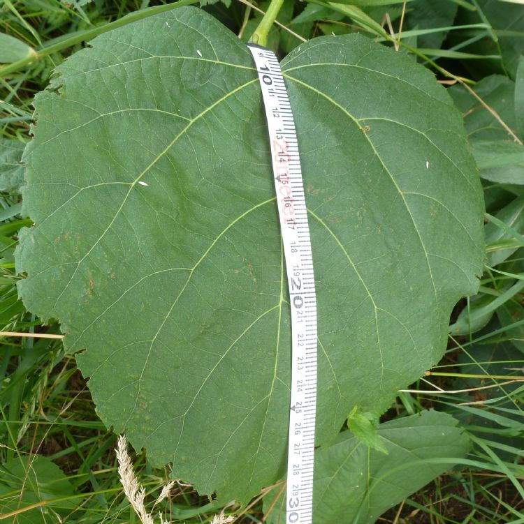 'Vergeleken bij andere in Nederland algemeen voorkomende lindesoorten is het blad van de Tilia stellata tamelijk groot' 'Vergeleken bij andere in Nederland algemeen voorkomende lindesoorten is het blad van de Tilia stellata tamelijk groot'