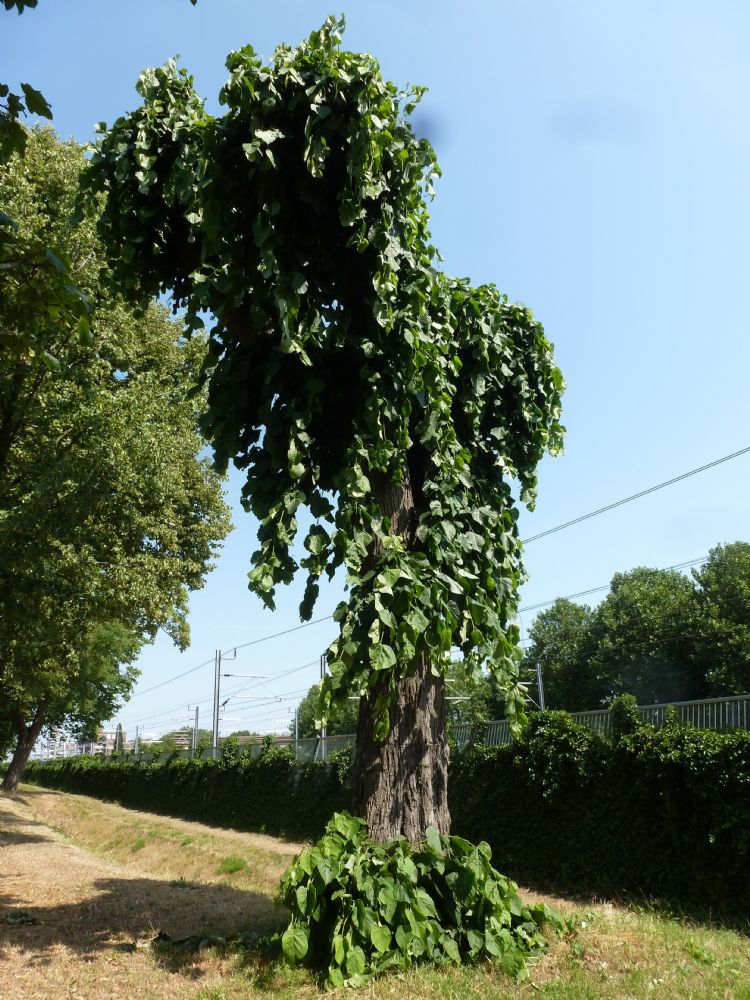 Tilia x stellata in Houten Foto: Maria van de Looverbosch Tilia x stellata in Houten Foto: Maria van de Looverbosch