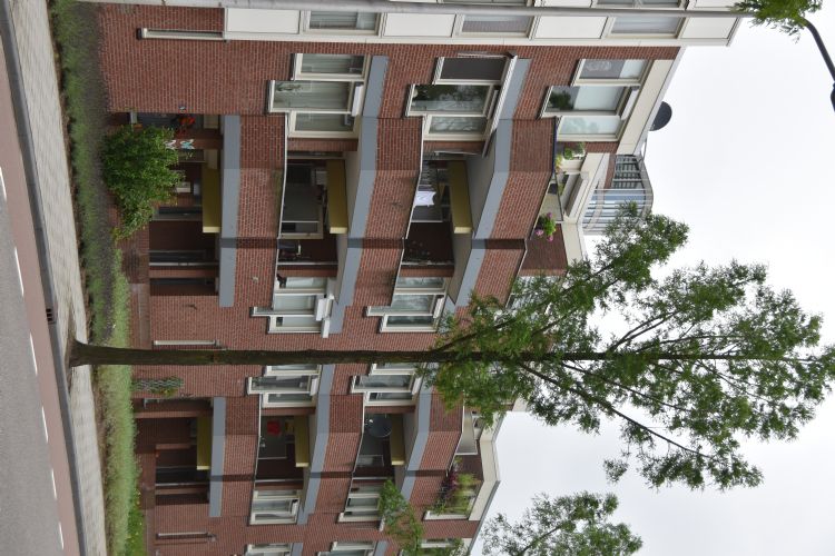 Ook voor dergelijke bomen de functionaliteit en de waarde van het groen tijdens de volledige levensduur bepalen Ook voor dergelijke bomen de functionaliteit en de waarde van het groen tijdens de volledige levensduur bepalen