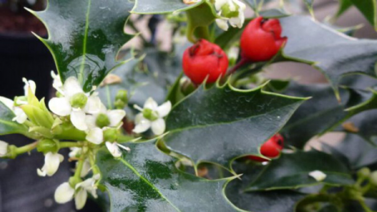<i>Ilex aquifolium</i> 'Alaska', bloem en bes <i>Ilex aquifolium</i> 'Alaska', bloem en bes
