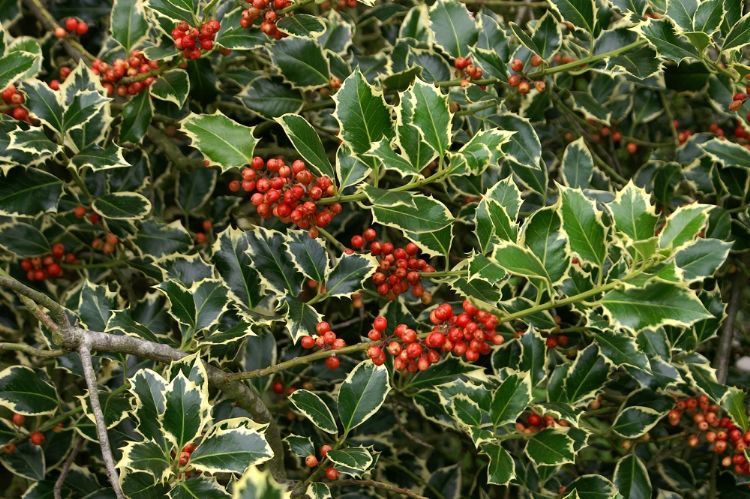 <i>Ilex aquifolium</i> 'Argentea Marginata' <i>Ilex aquifolium</i> 'Argentea Marginata'