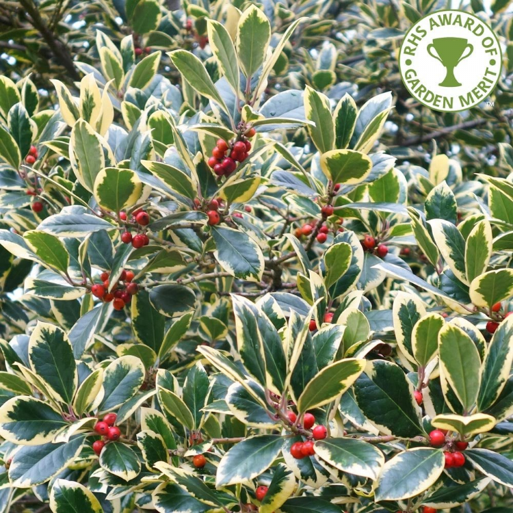 <i>Ilex x altaclerensis</i> 'Golden King', blad en bessen <i>Ilex x altaclerensis</i> 'Golden King', blad en bessen