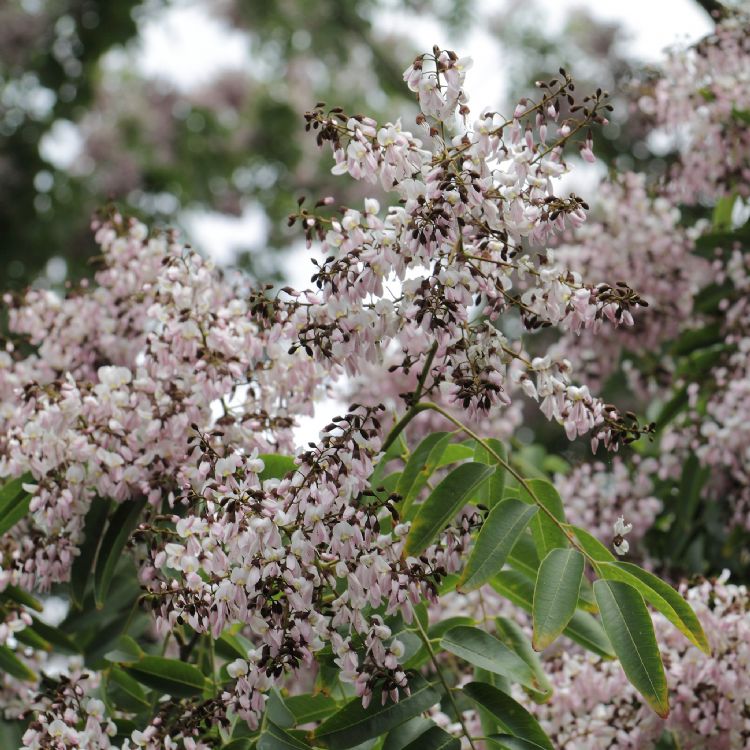Bloemtrossen van <i>Cladrastis delavayi</i> Bloemtrossen van <i>Cladrastis delavayi</i>