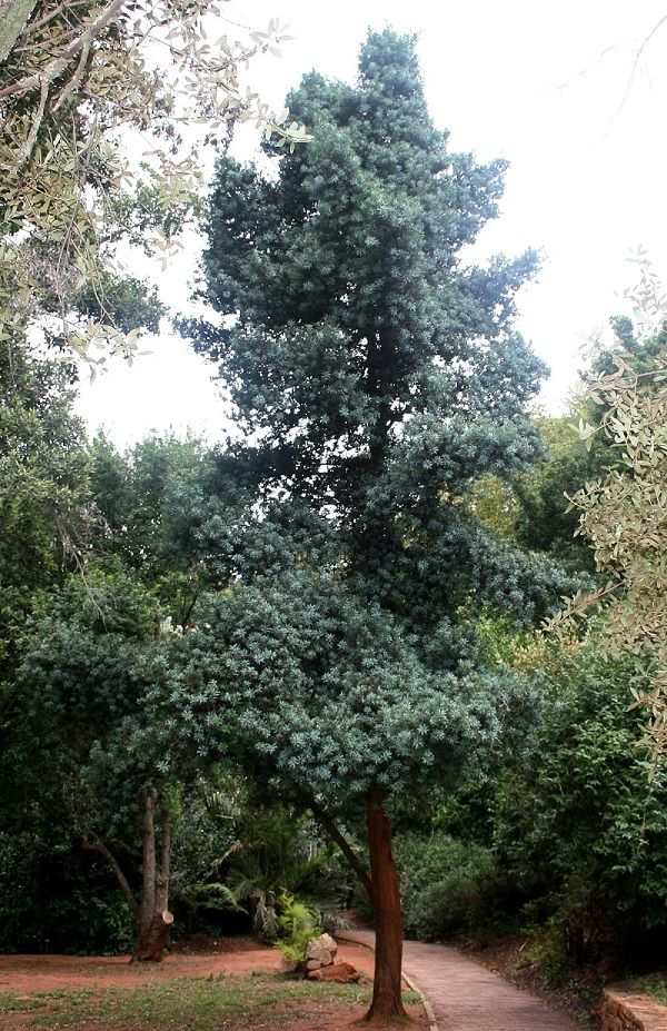 <i>Podocarpus elongatus</i>, halfwas boom