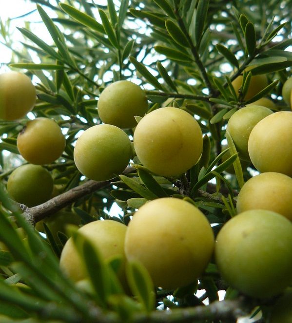 <i>Podocarpus faltacus</i>, vruchten en loof