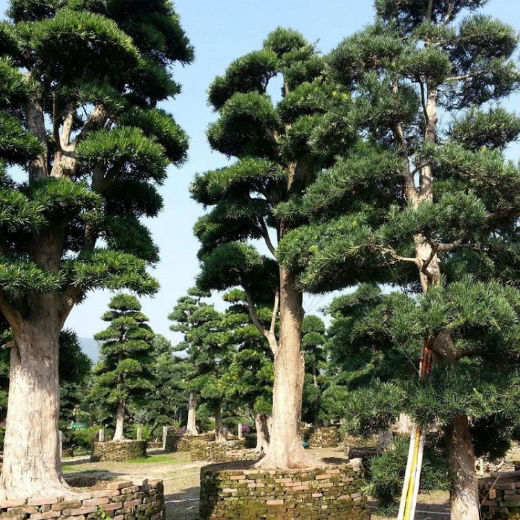 <i>Podocarpus macrophyllus</i>, grote bonsai's