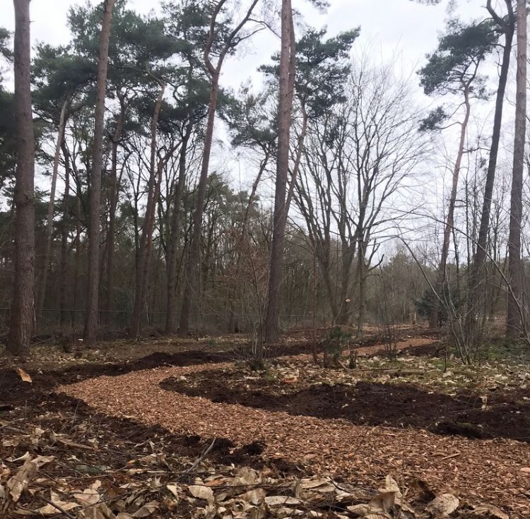 Er werd niet alleen gekapt, maar ook een snipperpad aangelegd in het nieuwe gedeelte van het strooibos van het crematorium. Er werd niet alleen gekapt, maar ook een snipperpad aangelegd in het nieuwe gedeelte van het strooibos van het crematorium.