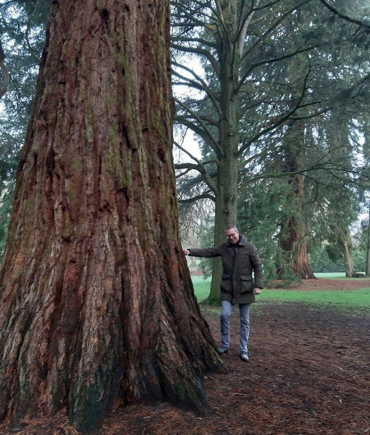 Mammoetbomen in Park Hartenstein Mammoetbomen in Park Hartenstein