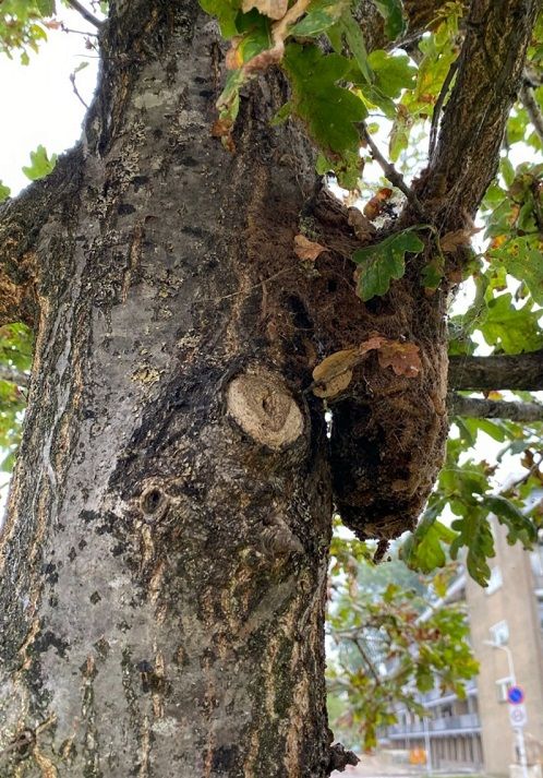 Voogt: 'In een afgestorven nest blijft een dikke laag uitwerpselen achter. Mettertijd verteert alles.' Voogt: 'In een afgestorven nest blijft een dikke laag uitwerpselen achter. Mettertijd verteert alles.'