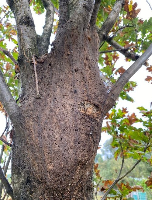 Voogt: 'Hier is zichtbaar hoe het hele nest na een half jaar is verdwenen.' Voogt: 'Hier is zichtbaar hoe het hele nest na een half jaar is verdwenen.'