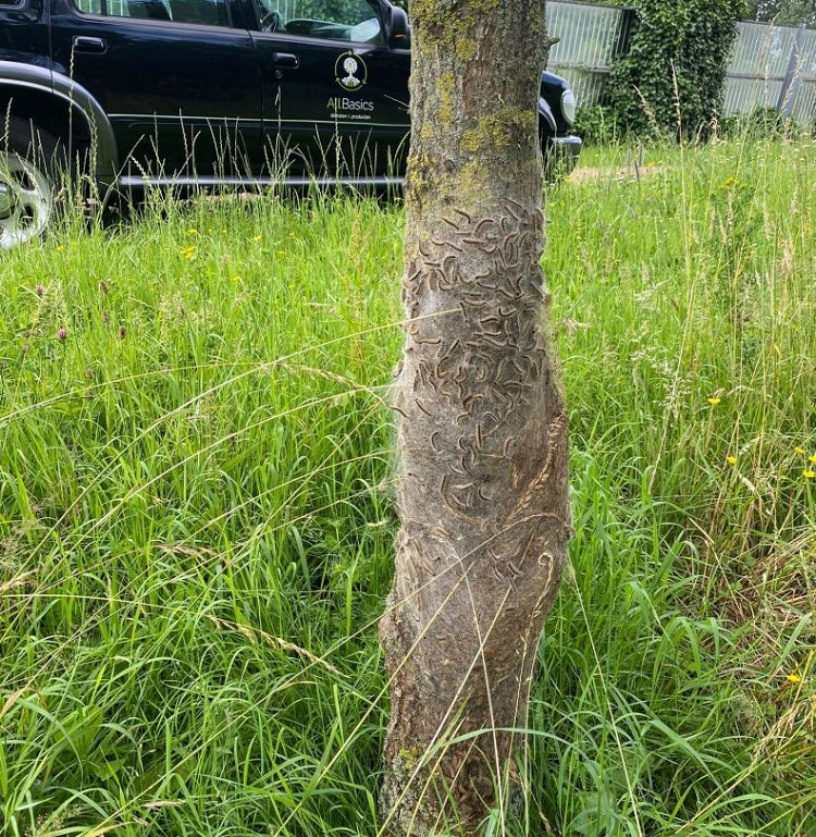 AllBasics brengt Rufix aan met een telescoopsteel. AllBasics brengt Rufix aan met een telescoopsteel.