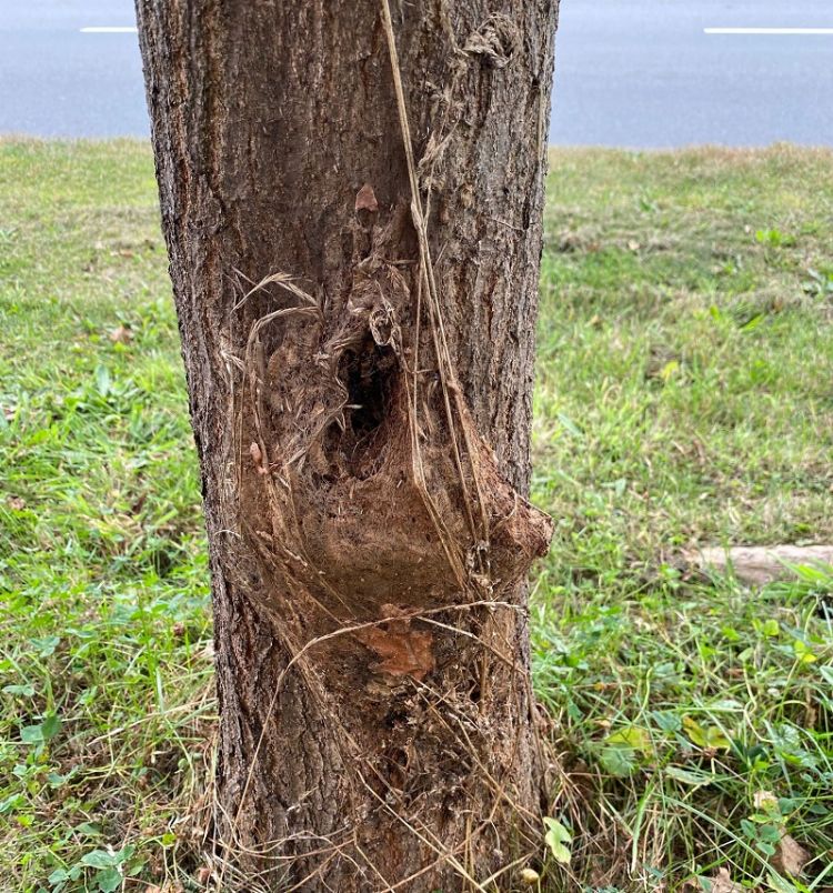 Een verteerd nest Een verteerd nest
