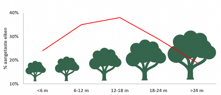 Figuur 2. Het percentage eiken dat is aangetast met de eikenprocessierups per boomhoogtecategorie Figuur 2. Het percentage eiken dat is aangetast met de eikenprocessierups per boomhoogtecategorie