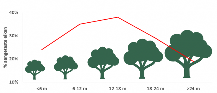 Figuur 2. Het percentage eiken dat is aangetast met de eikenprocessierups per boomhoogtecategorie