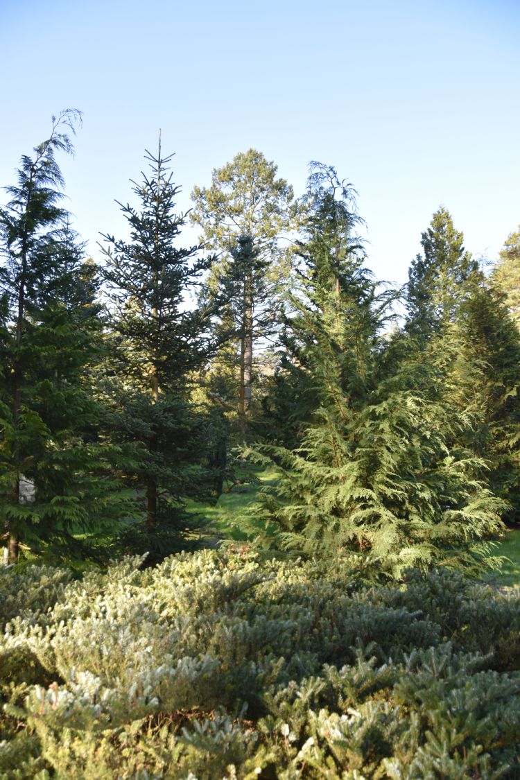 Midden op de foto: de oude douglas die nog resteert uit het oudste pinetumgedeelte Midden op de foto: de oude douglas die nog resteert uit het oudste pinetumgedeelte
