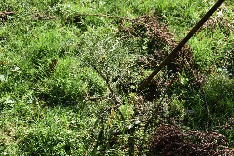 De jonge <i>Pinus</i> 'Widowmaker' ziet er nog onschuldig uit! De jonge <i>Pinus</i> 'Widowmaker' ziet er nog onschuldig uit!