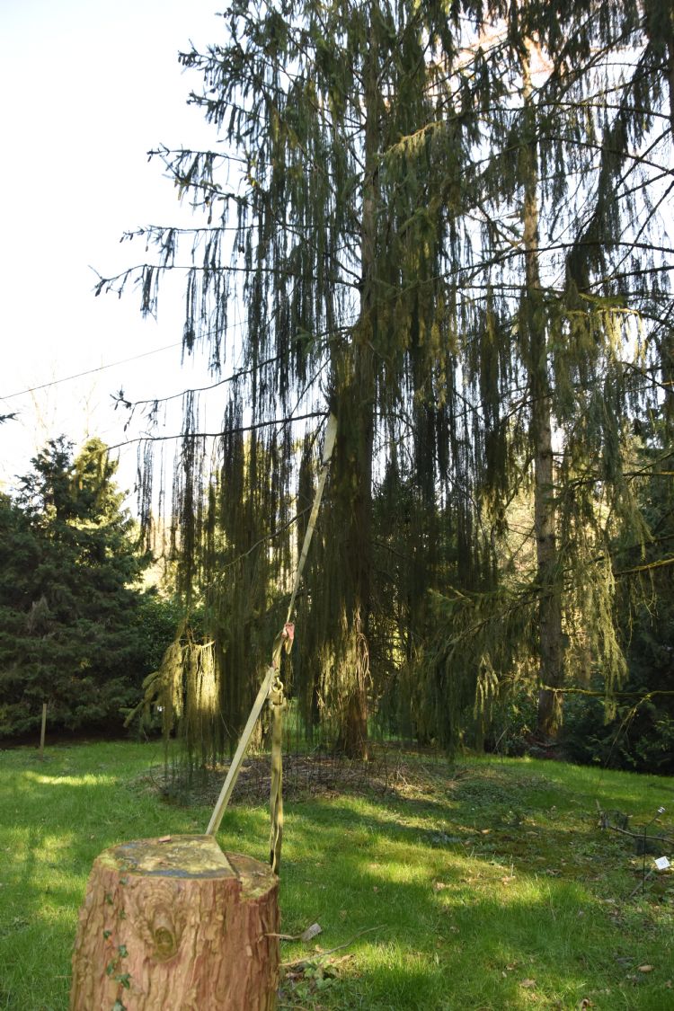 De oude <i>Picea abies</i> 'Virgata'. Hij viel ter aarde en werd met kluit en al weer rechtop gezet.