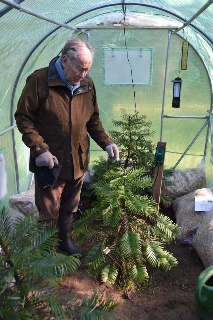 De zeldzame <i>Wollemia nobilis</i> wordt in de winter vertroeteld in een kleine geklimatiseerde kas op het terrein. De zeldzame <i>Wollemia nobilis</i> wordt in de winter vertroeteld in een kleine geklimatiseerde kas op het terrein.