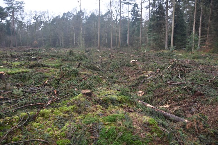 Rabatten op het landgoed. Zo'n 700 dennen werden hier verwijderd. Rabatten op het landgoed. Zo'n 700 dennen werden hier verwijderd.