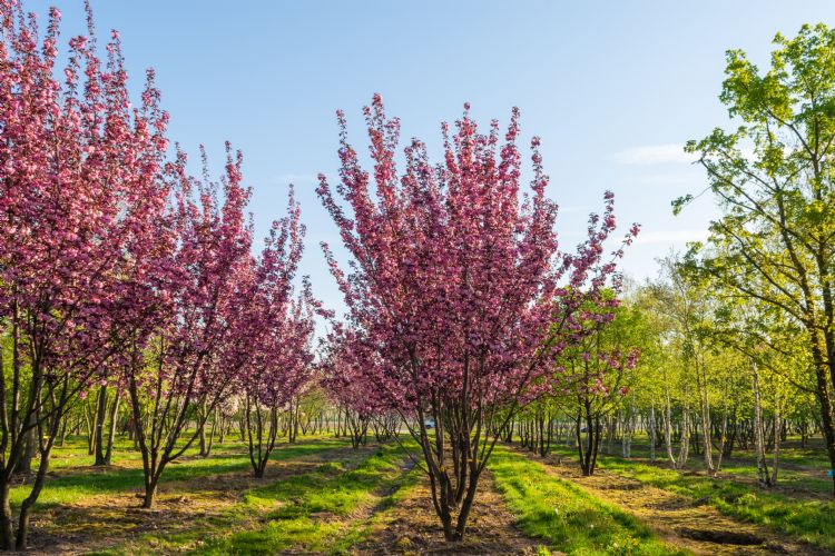 <i>Prunus serrulata</i> 'Royal Burgundy' <i>Prunus serrulata</i> 'Royal Burgundy'