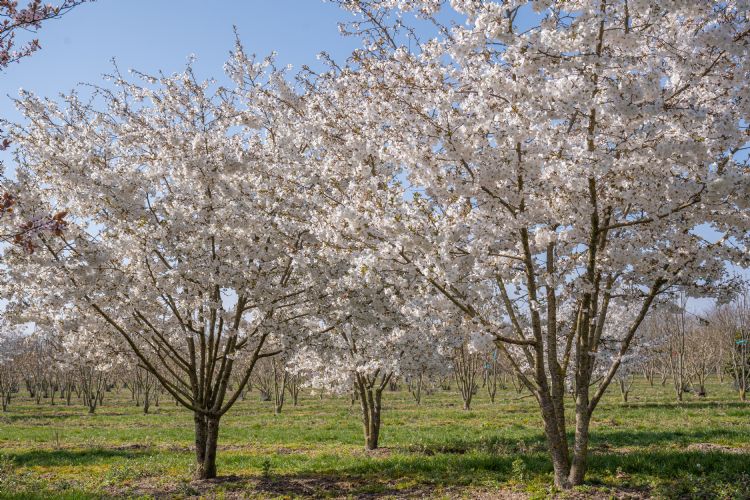 <i>Prunus incisa</i> 'The Bride' <i>Prunus incisa</i> 'The Bride'