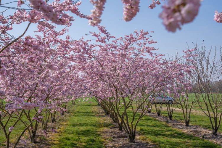 <i>Prunus</i> 'Accolade' <i>Prunus</i> 'Accolade'