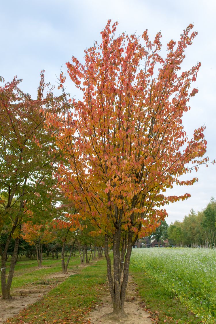 <i>Prunus sargentii</i> 'Charles Sargent' <i>Prunus sargentii</i> 'Charles Sargent'