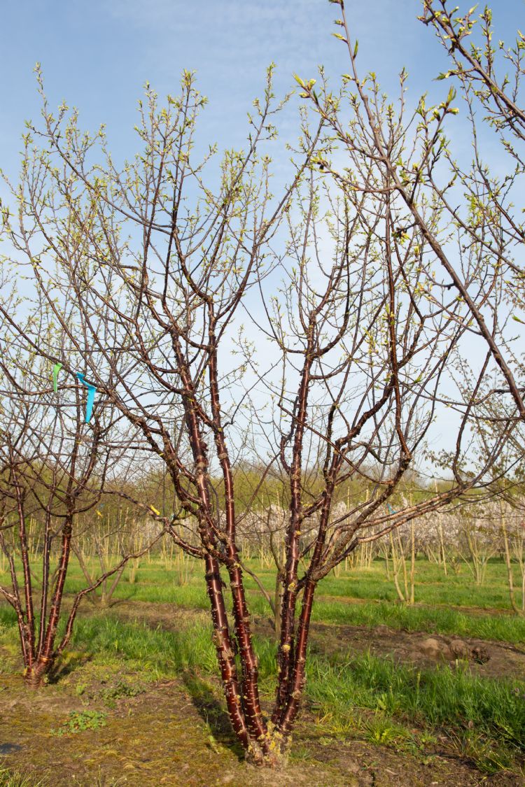 <i>Prunus serrula</i>