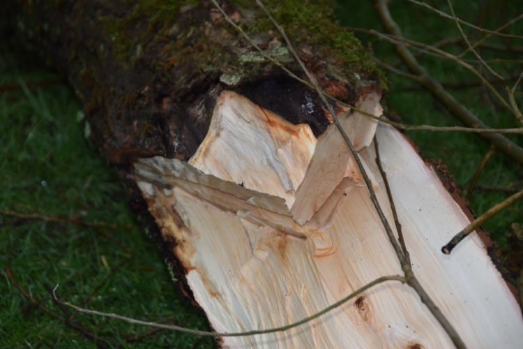 Zo breekt de tak dan van de boom. Zo breekt de tak dan van de boom.