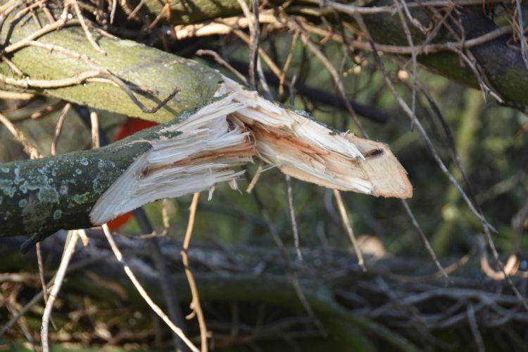 'Slordig', maar gecontroleerd uitbreken is bij breuksnoei juist de bedoeling. 'Slordig', maar gecontroleerd uitbreken is bij breuksnoei juist de bedoeling.