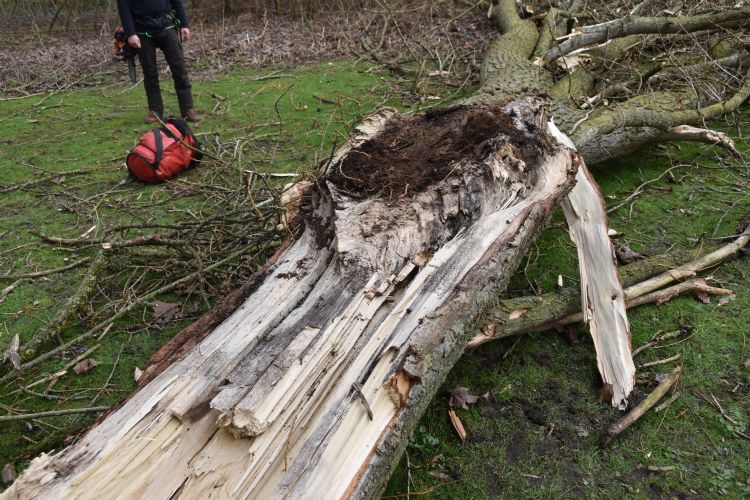 Stokwielder gebruikt de enorme uitgebroken populierentak om een breuk te leren lezen. Stokwielder gebruikt de enorme uitgebroken populierentak om een breuk te leren lezen.