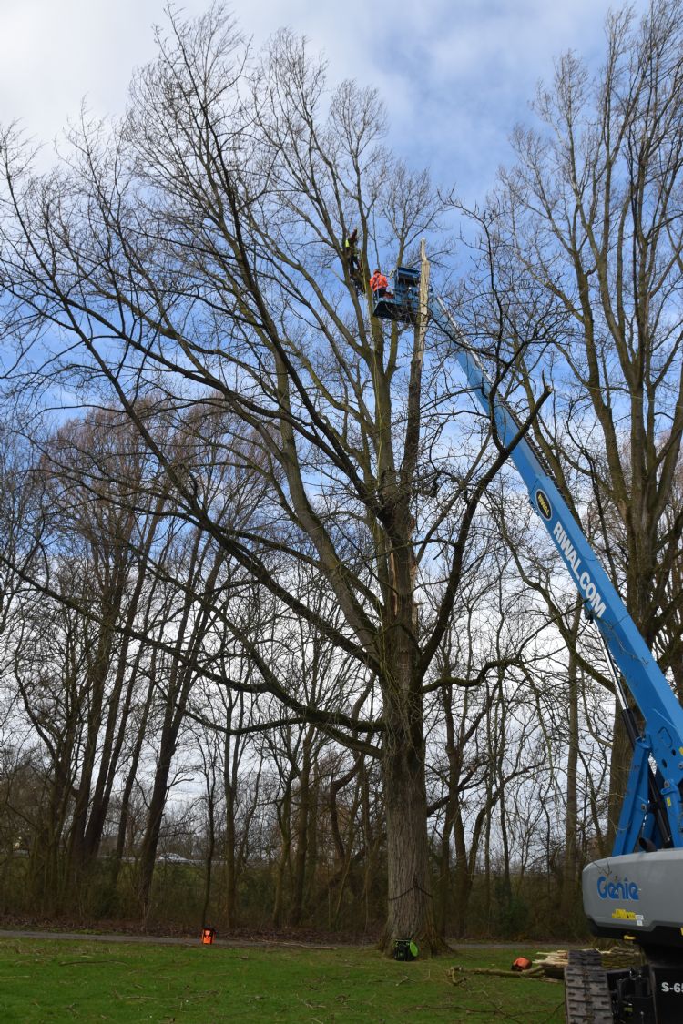 Breuksnoei oefenen in een monumentale populier Breuksnoei oefenen in een monumentale populier