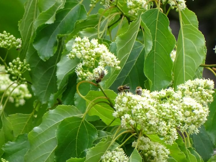 Hovenia, blad en bloemen Hovenia, blad en bloemen