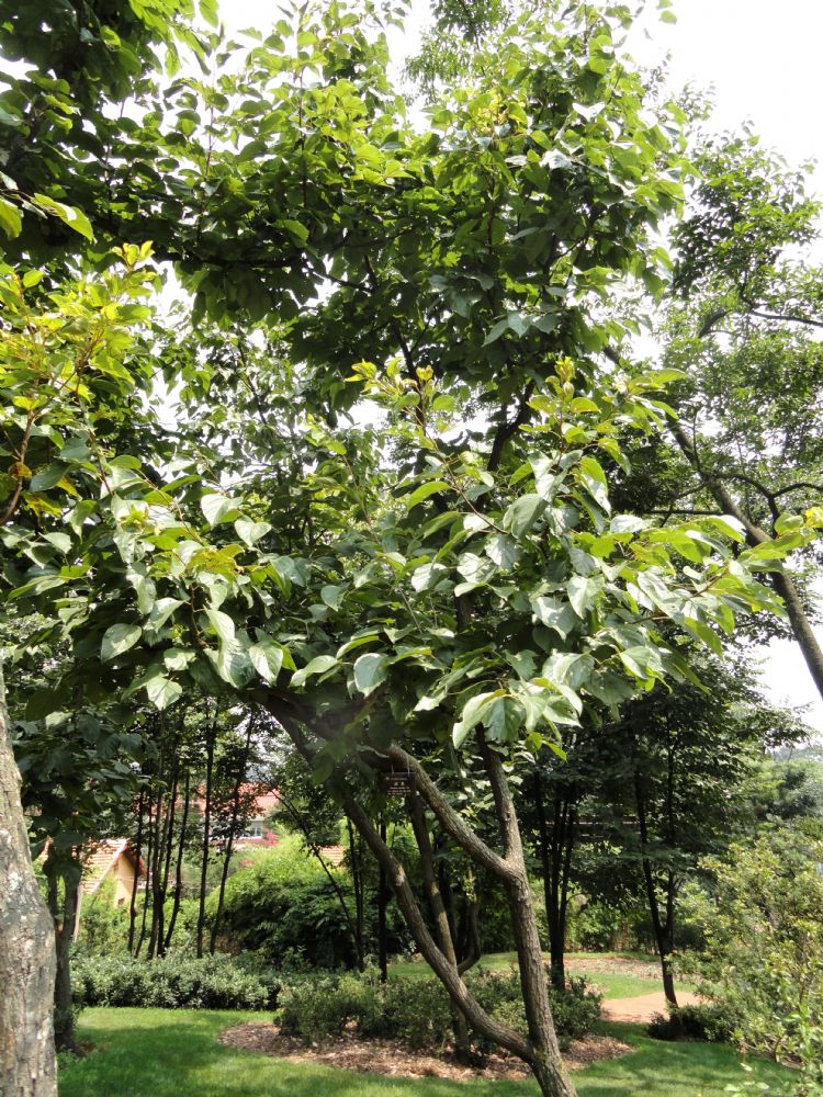 Hovenia acerba, jonge boom Hovenia acerba, jonge boom