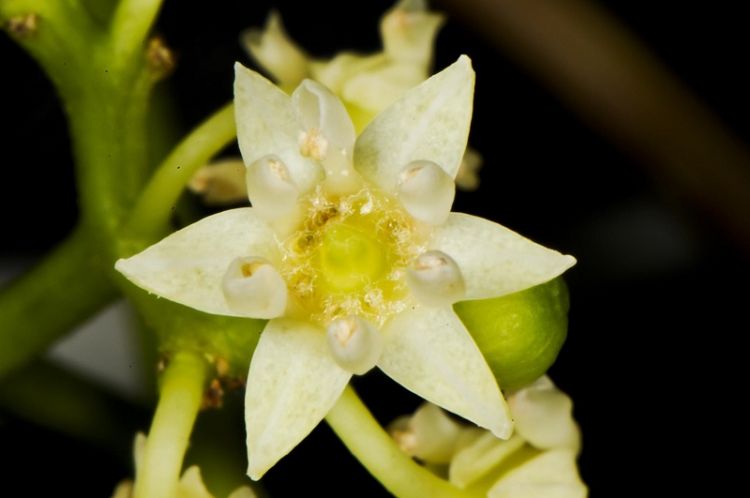 Hovenia dulcis, bloempje Hovenia dulcis, bloempje