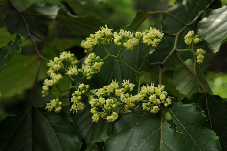 Hovenia trichocarpa, bloeiwijze en blad Hovenia trichocarpa, bloeiwijze en blad