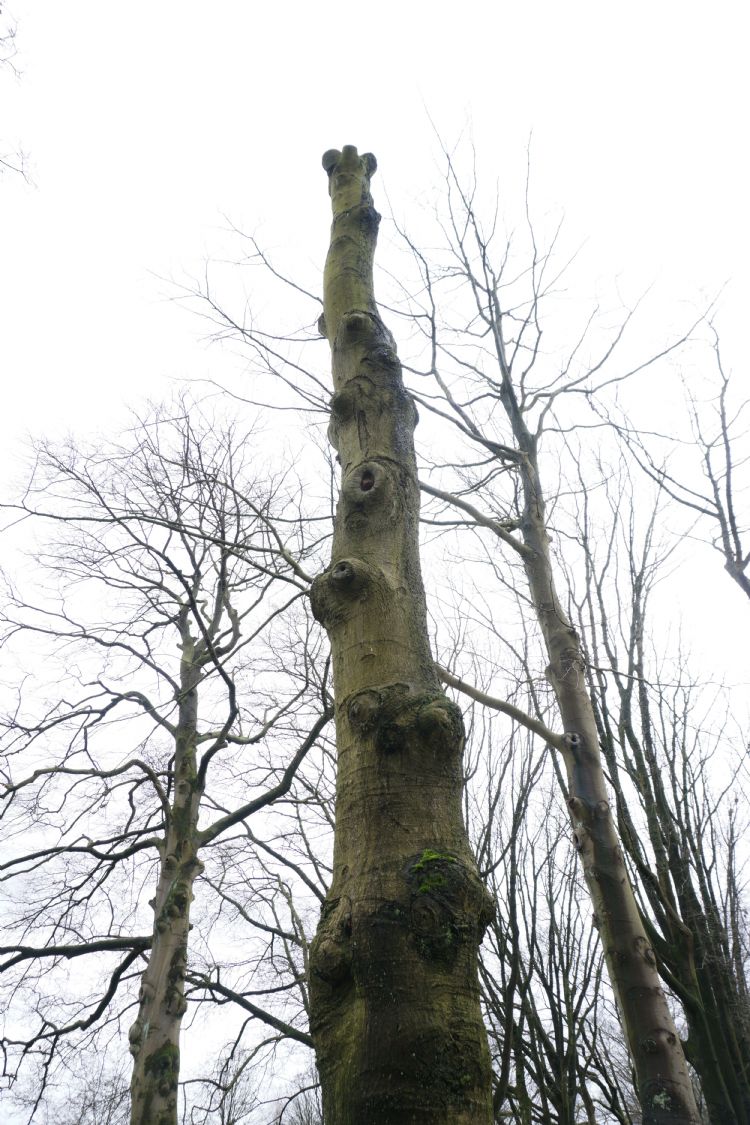 Een beuk die op stam is gezet Een beuk die op stam is gezet
