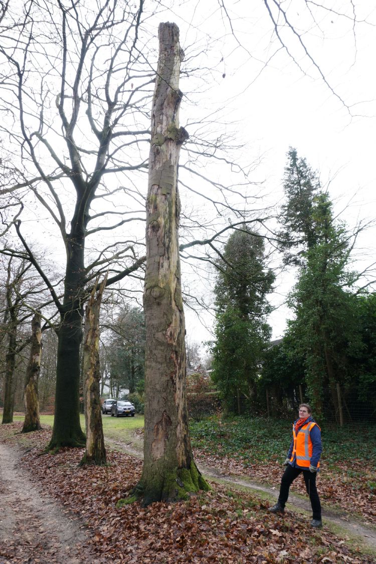 Vivienne van Sante Vivienne van Sante